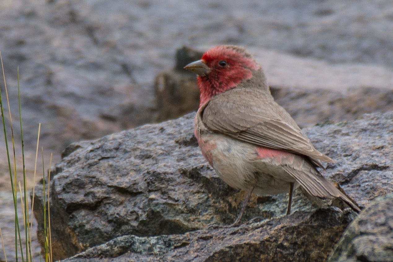 Avian Trails | Birding | Nainital | Uttarakhand I Indian Subcontinent